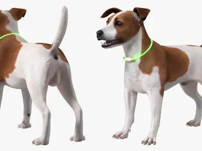 Jack Russell Terrier Wearing LED Collar Fur 