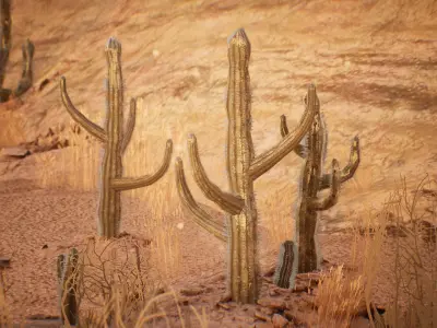 Cactus Package 16 Assets Low-poly 3D model