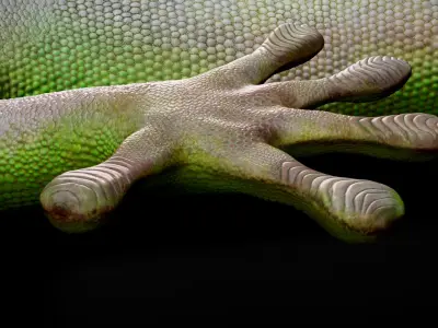  HQ Madagascar Day Gecko 