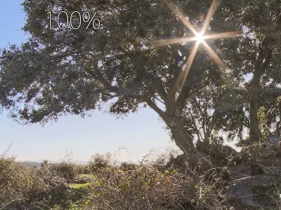 HDR SHADOW TREE Low-poly 3D model