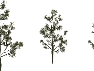 Realistic Pine Sapling Tree Pack  Low-poly 3D model