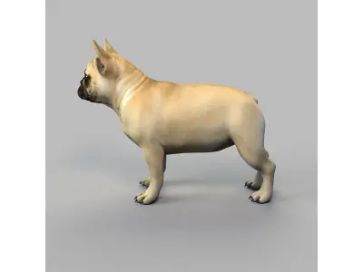  french bulldog 