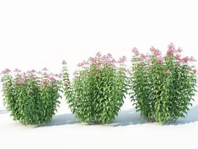 Eupatorium purpureum Nr2 - Three sizes H160-240cm 3D model