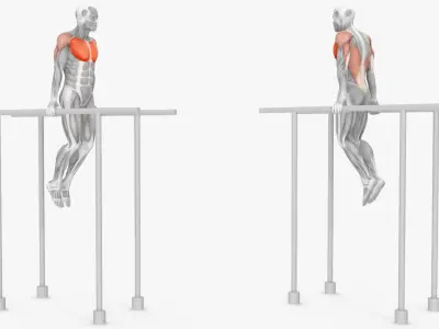  Male Muscular System Chest Dip Anatomy 