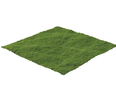 Bermuda grass 3D model