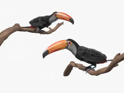  Tropical Toco Toucan Animated Fur Rigged For Blender 