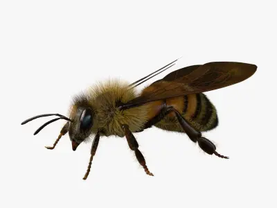  BeeRiggedAnimated 3D 