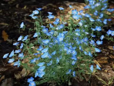 Street Garden in JAPAN - 4 Blue Baby Eyes Flower Grass Plant Low-poly 3D model