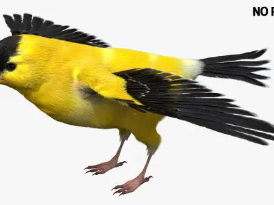  Gold Finch Fur Animation Rigged 