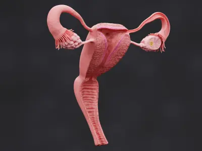  Female Reproductive System Section 