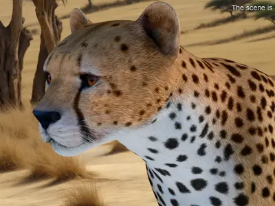  Cheetah Rigged 