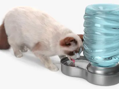  Ragdoll Cat with Pet Drinker Fur for Cinema 4D 