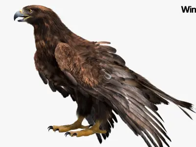  Golden Eagle Fur Animated Rigged 