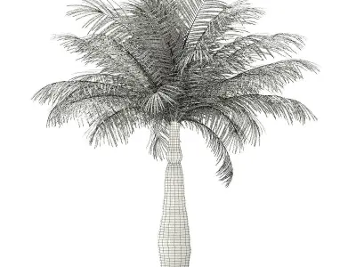 Bottle Palm Tree 3D Model 4m 3D model
