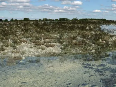Marshland Swamp 3D model