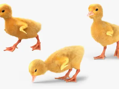  Duck Ducklings Animated Fur Rigged For Blender Collection 