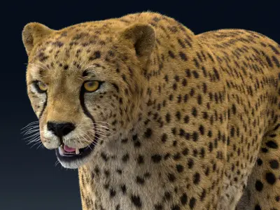  Cheetah Animated Fur 