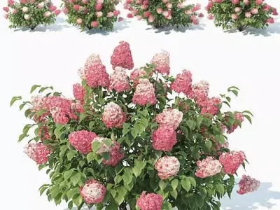 Hydrangea Paniculata Nr2 - Red Diamond- 4 Sizes 3D model