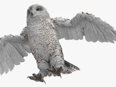  Wild Snowy Owl Idle Animated Rigged For Blender 