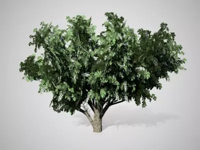 Common Hawthorn Flowers Tree Low-poly 3D model