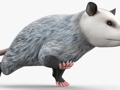  Opossum Walk and Dead Animated Rigged for Maya 