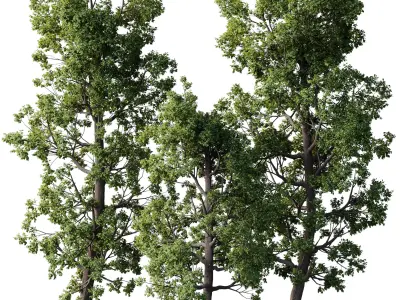 Broadleaf Tree Set 08 3D model