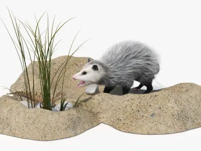  Opossum Destroys Reptile Nest Fur 