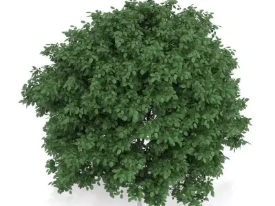 Common Hornbeam Tree Carpinus betulus 3D model