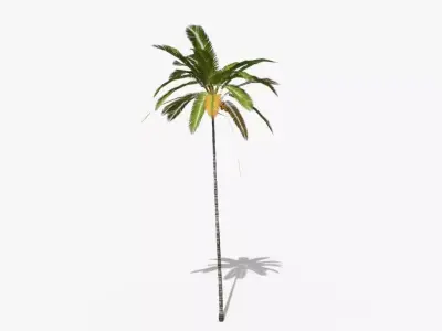 Coconut Palm Tree 5287 Low-poly 3D model