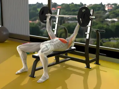  Male Muscular System Anatomy Bench Press 