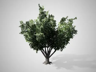 Black Elder Flowers Tree Low-poly 3D model