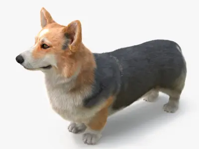  Tricolor Welsh Corgi Pembroke Fur 