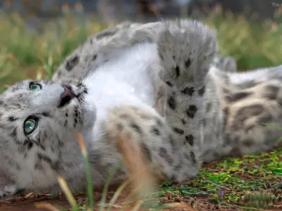  Snow Leopard Cub Fur for Maya Rigged 