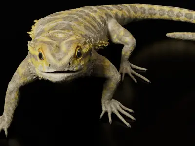  Bearded Dragon Rigged Animated 