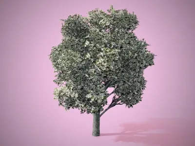 Apple Flowers Tree Low-poly 3D model