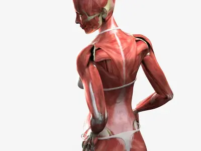 Detailed Full Female Muscle Anatomy Rigged 3D model
