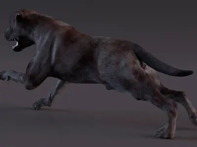  Black Labrador Dog Running Animated Rigged for Maya 