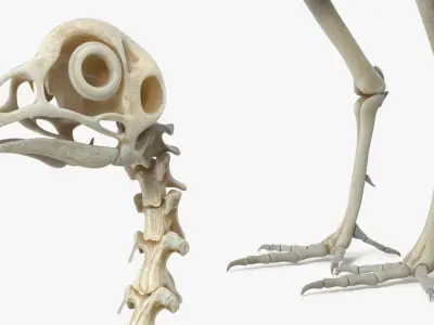  Animal Skeletons Collection 3 