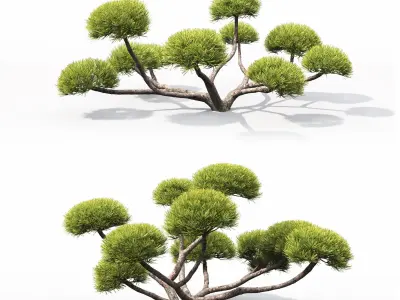 Pinus Nivaki 01 3D model