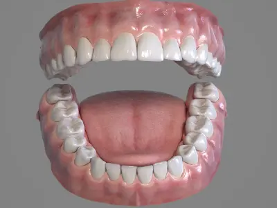  Realistic Human Mouth 