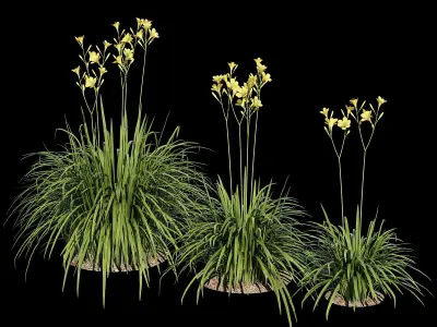 Hemerocallis lilies - lilies 3D model
