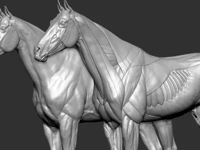  Horse Anatomy Eqine Ecorche 