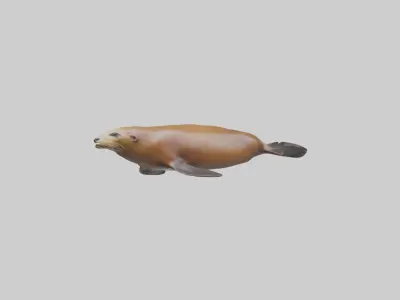 California Sea Lion swimming model Low-poly 3D model