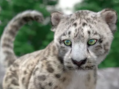  Snow Leopard Cub in Walking Pose Fur for Maya 