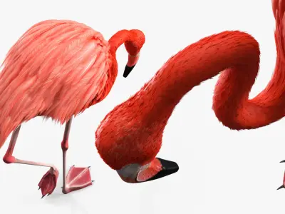  Flamingo Pink Bird in Feeding Pose 