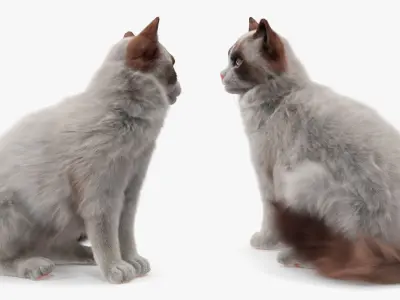  Longhaired Cat in Hard Shell Travel Backpack Fur for Cinema 4D 