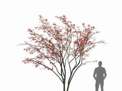 Amelanchier 07 autumn 3D model