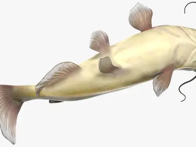  Freshwater Fish Collection 3 Rigged for Maya 