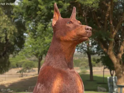  Doberman Dog Brown Sits Fur for Cinema 4D 