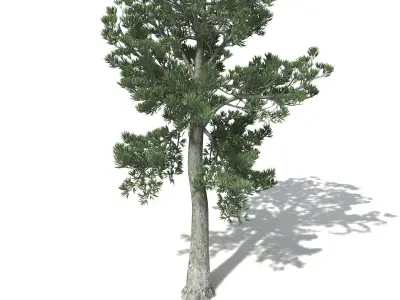 XfrogPlants White Kauri 3D model